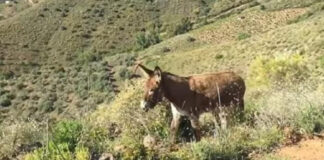 «Ορίστε τι σημαίνει αγάπη»: Η στιγμή που Ισπανός συναντά τον γάιδαρό του μετά από 2 μήνες καραντίνας -Δάκρυα και δυνατά γκαρίσματα (VIDEO)