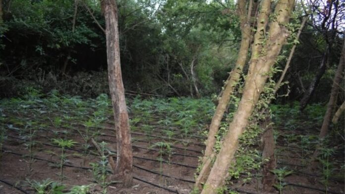 Μεγάλη αστυνομική επιχείρηση στη Φιλιππιάδα: Εντοπίστηκε χασισοφυτεία με 1.935 δενδρύλλια