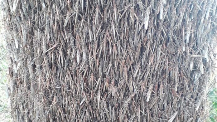 Εκατομμύρια ακρίδες «πολιορκούν» περιοχή της Αργεντινής