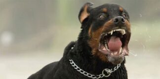 Κοζάνη: Ροτβάιλερ δάγκωσε 7χρονο κοριτσάκι