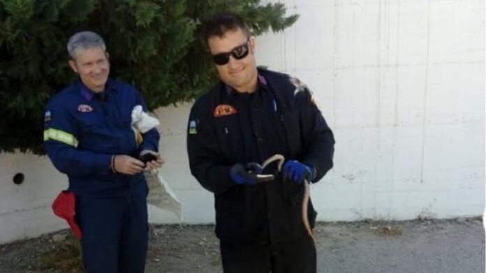Φίδια σε σχολείο στο Ρέθυμνο και σε… πλυντήριο στη Μαγνησία