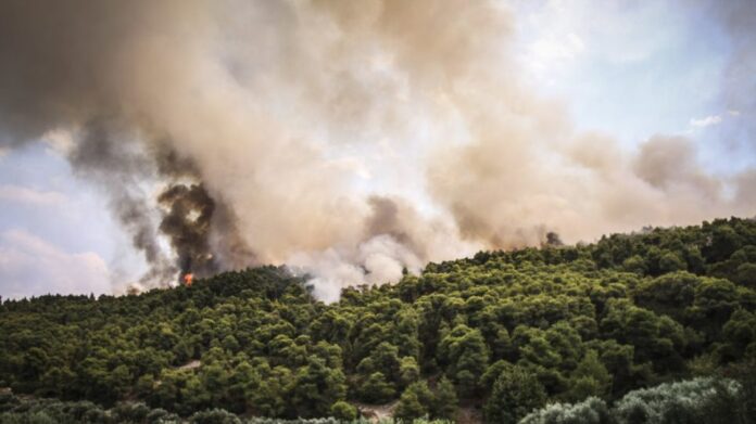 Φωτιά σε δασική έκταση στη Βάρη