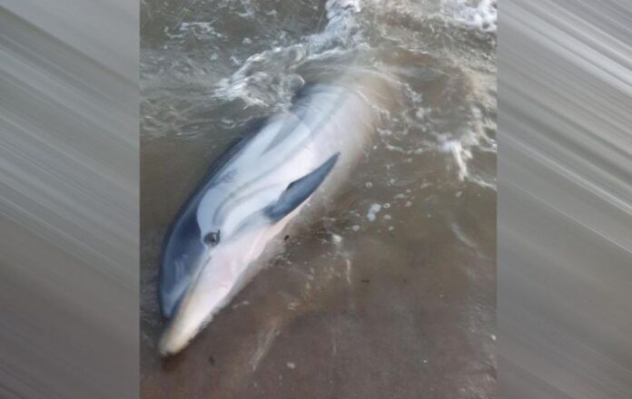 Χαλκιδική: Εντοπίστηκε και διεσώθη δελφίνι στην παραλία της Συκιάς
