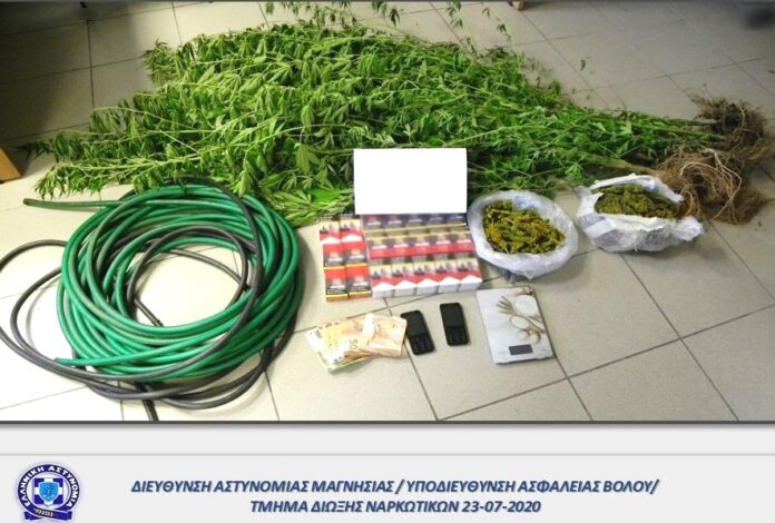 Χασισόδεντρα σε μαντρί τον Αγ. Γεώργιο Νηλείας