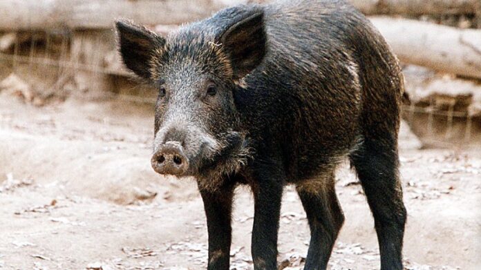 Μεγάλο κοπάδι από αγριογούρουνα στη Δυτική Φθιώτιδα