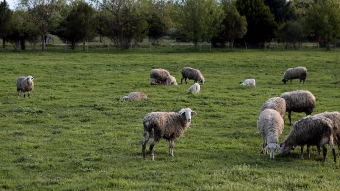 Συναγερμός στο Κιλκίς λόγω καταρροϊκού πυρετού του προβάτου στη Γευγελή