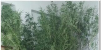 Ιστιαία: «Ορφανή» φυτεία με γιγάντια χασισόδεντρα