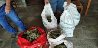 Σε στάβλους έκρυβε τσάι που μάζευε παράνομα και λαθραίο καπνό