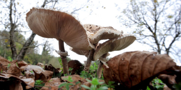 Τραγωδία: Πέθανε ο 15χρονος που είχε καταναλώσει δηλητηριώδη μανιτάρια