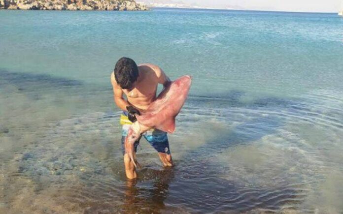 Ψέριμος: 15χρονος ψάρεψε καλαμάρι-γίγας 17 κιλών