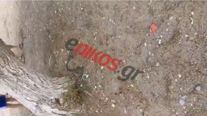 Κακοκαιρία Εύβοια: Γέμισαν φίδια οι παραλίες στο Δήλεσι και το Χαλκούτσι