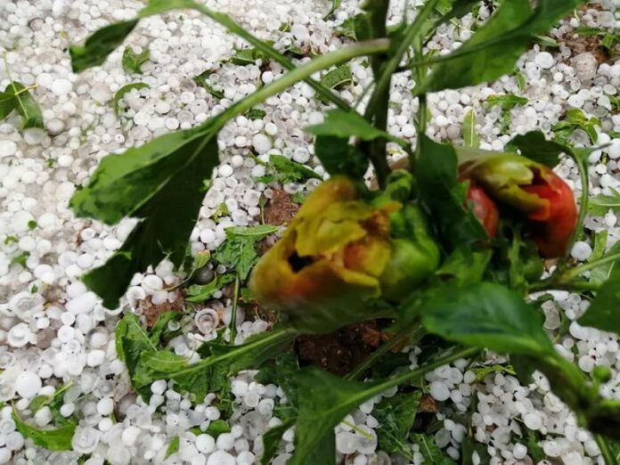 Χαλάζι σαν… χιόνι στο Δρυόβουνο Βοΐου (ΦΩΤΟ & VIDEO)