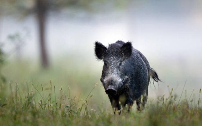 Μετωπική με αγριογούρουνο είχε οδηγός στον δρόμο Λάρισας – Αγιάς