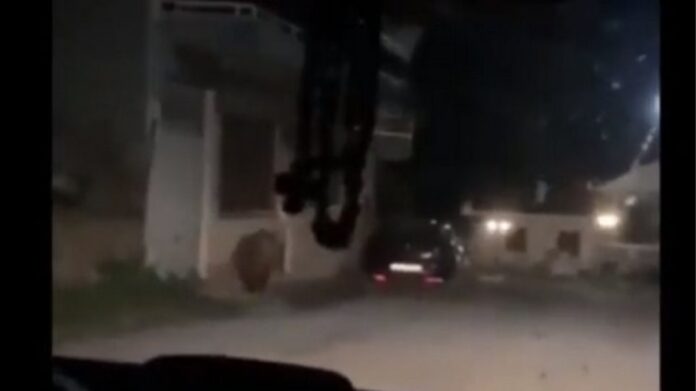 Αρκούδα μέσα σε χωριό – Προσπαθούσαν να τη διώξουν με κόρνες-VIDEO