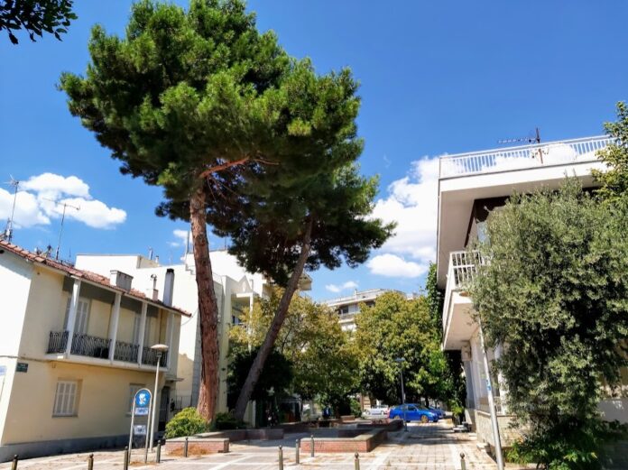 Πέντε “Όχι” και τρία “Ναι” σε αιτήματα κοπής δέντρων από τον Δήμο Βόλου