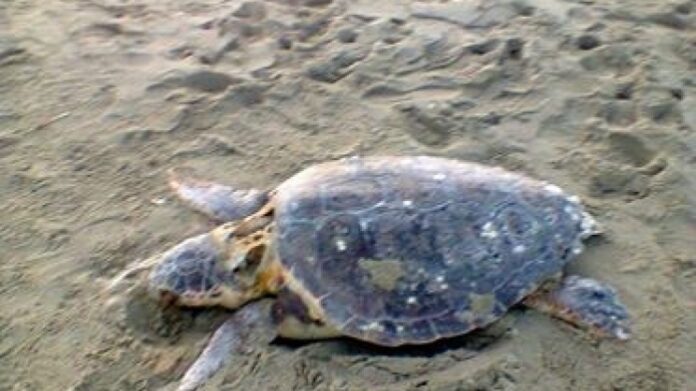 Νεκρή θαλάσσια χελώνα στα “Αστέρια”