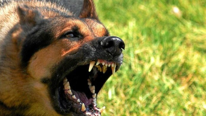 Μεσσήνη: Σκύλος επιτέθηκε σε 7χρονο – Τον δάγκωσε στον λαιμό