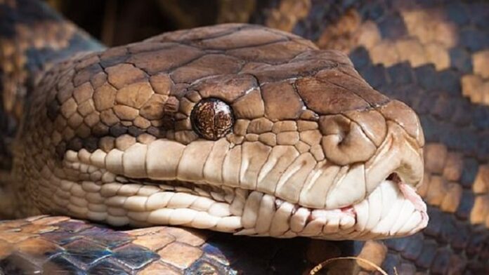 Τρόμος από πύθωνα που κρυβόταν στη λεκάνη τουαλέτας – Δάγκωσε έναν 18χρονο – (ΦΩΤΟ)