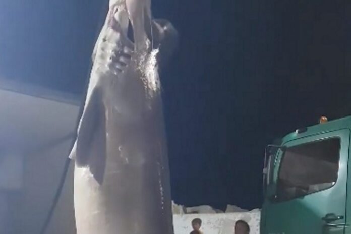 Έπιασαν καρχαρία 6 μέτρων!