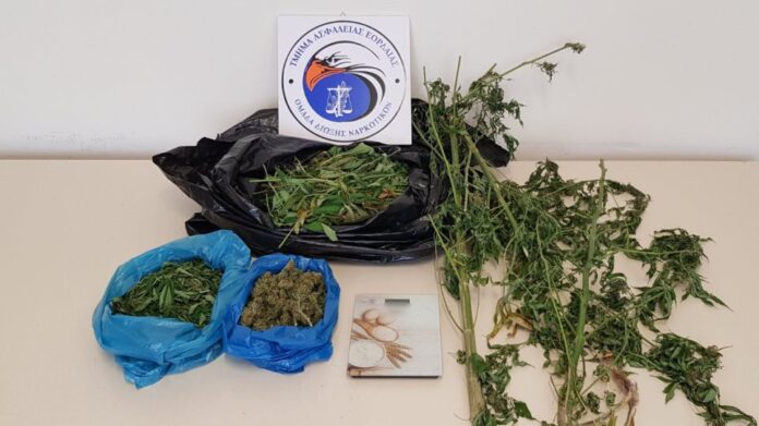 Κοζάνη: Είχε πλούσια συγκομιδή από δυο οικιακά χασισόδεντρα