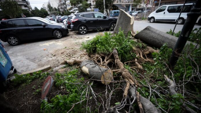 Χαλάνδρι: Πεζός τραυματίστηκε στο κεφάλι από πτώση δέντρου