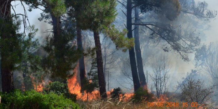 Φωτιά στην περιοχή Κολοκυθάς στην Ηλεία