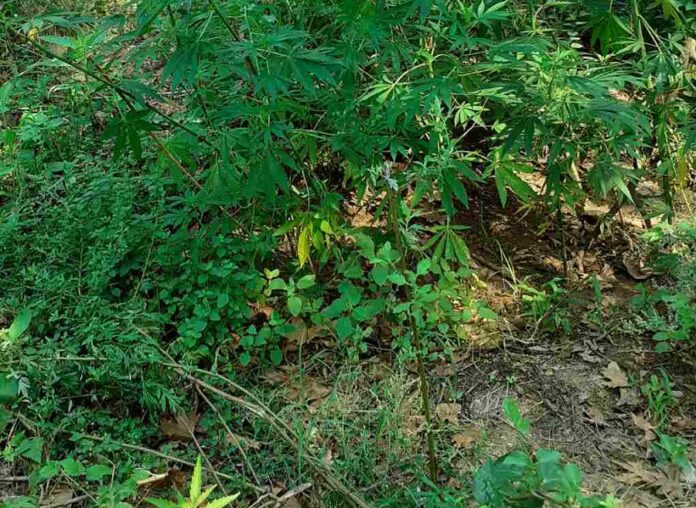 Νάουσα: Χειροπέδες σε 43χρονο που καλλιεργούσε κάνναβη (ΦΩΤΟ)