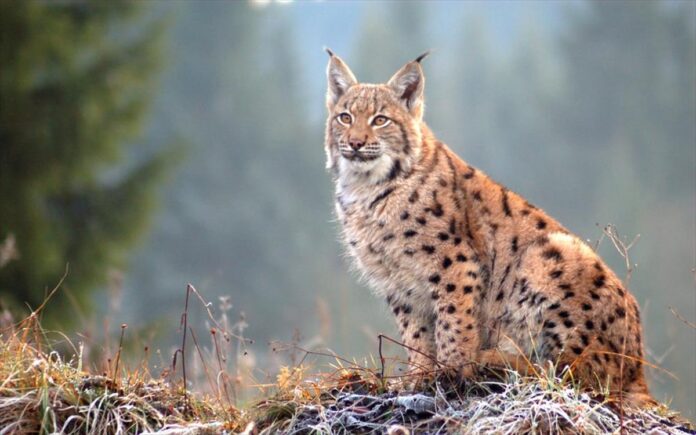 Πληθαίνουν οι μαρτυρίες για την εμφάνιση λύγκα σε διάφορες περιοχές της Ελασσόνας