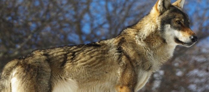 Κοζάνη: Νέα επίθεση λύκων – Η ανησυχία των κατοίκων