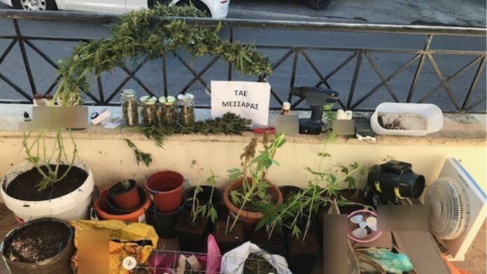 Ηράκλειο: Τρύγησε ενάμισι κιλό κάνναβης από υδροπονική φυτεία