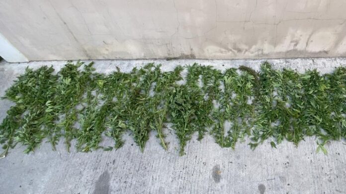 Βρήκαν μίσχους από 65 χασισόδεντρα στη Λέσβο