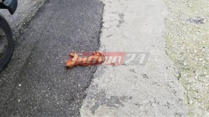 Σοκ στην Πάτρα: Σκότωσαν με φρικτό τρόπο οκτώ γάτες