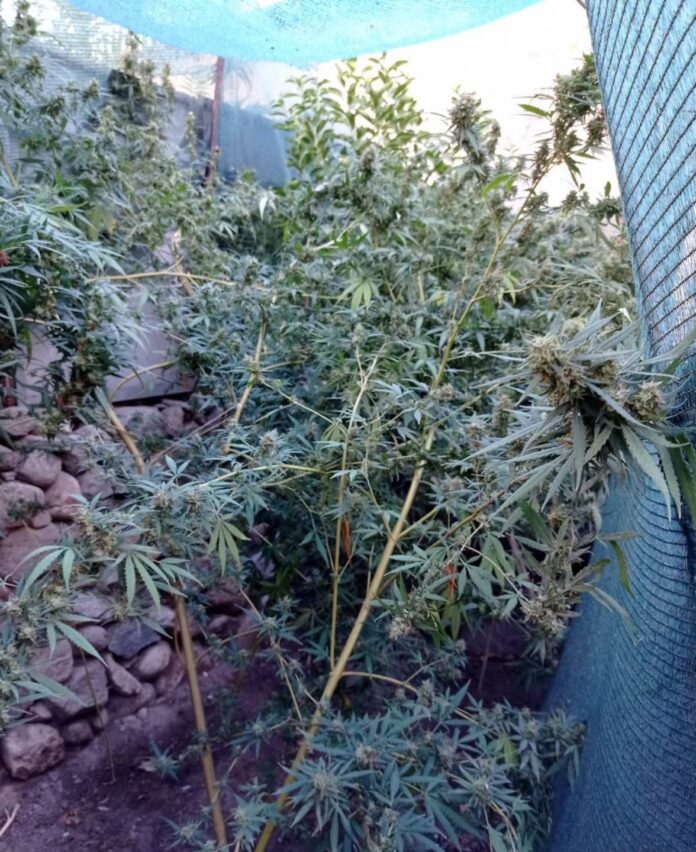 Σέρρες: Τον “τσάκωσαν” να καλλιεργεί χασισόδεντρα στην αυλή του (φωτο)