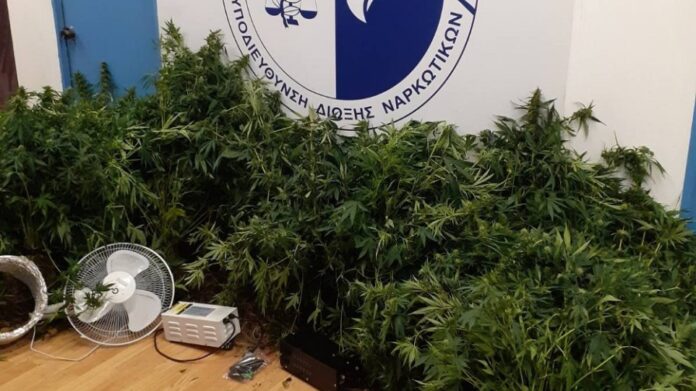 Αρτέμιδα: Εργαστήριο με 245 δενδρύλλια υδροπονικής κάνναβης εντοπίστηκε – (ΦΩΤΟ-VIDEO)