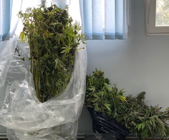 Ξάνθη: Τον τσάκωσαν να καλλιεργεί χασισόδεντρα σε αγροτική περιοχή