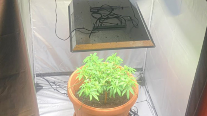 Εργαστήριο για υδροπονική καλλιέργεια κάνναβης στη Ρόδο