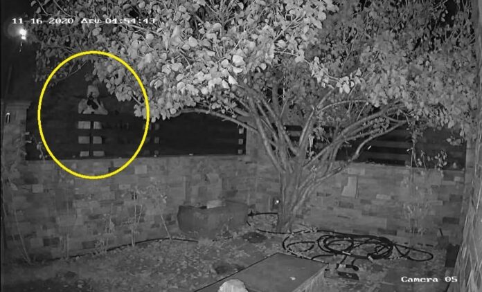 Για οπλοκατοχή και βασανισμό ζώου παραπέμπεται ο 32χρονος που χτύπησε σκύλο με βαλίστρα