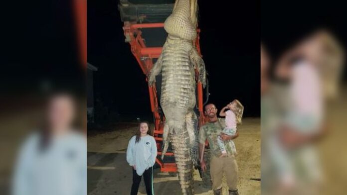 Αλιγάτορας – τέρας: Ζύγιζε πάνω από έναν τόνο – Πώς ένας ψαράς κατάφερε να πιάσει το τεράστιο ερπετό