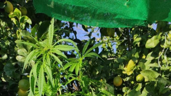 Άρτα: Δίπλα στο σπίτι του καλλιεργούσε χασισόδεντρα