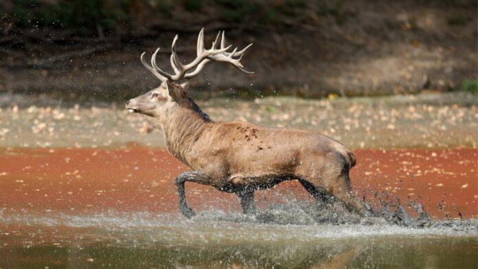Τσεχία: Ελάφι έκλεψε.. την καραμπίνα κυνηγού και καταζητείται