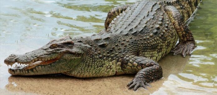 Μεξικό: Δεκάδες κροκόδειλοι κολυμπούν στους πλημμυρισμένους δρόμους (VIDEO)