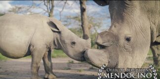 Με 24ωρη ένοπλη προστασία ζουν οι τελευταίοι 2 βόρειοι λευκοί ρινόκεροι του πλανήτη-(VIDEO)