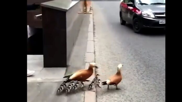 Ρωσία: Αστυνομία σταματά την κυκλοφορία για να περάσουν… πάπιες – (VIDEO)