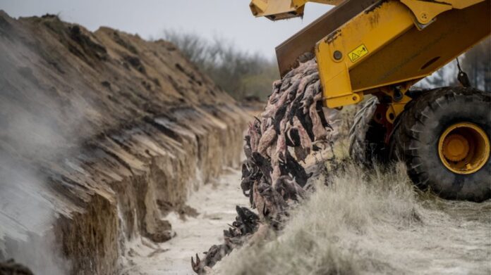 Δανία: Σφαγίασαν 17 εκατομμύρια βιζόν λόγω του μεταλλαγμένου στελέχους κορωνοϊού