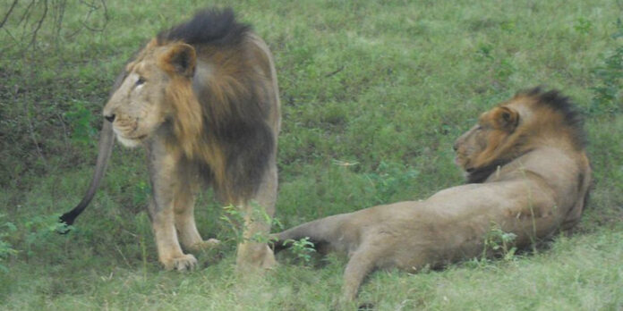 Φρίκη στην Ινδία: Λιοντάρια κατασπάραξαν 14χρονη που πήγαινε στην εξωτερική τουαλέτα του σπιτιού της