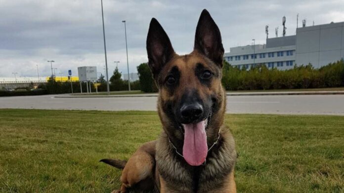 Θεσσαλονίκη: Η Minnie βρήκε την ηρωίνη που πέταξε ο οδηγός από το παράθυρο οχήματος