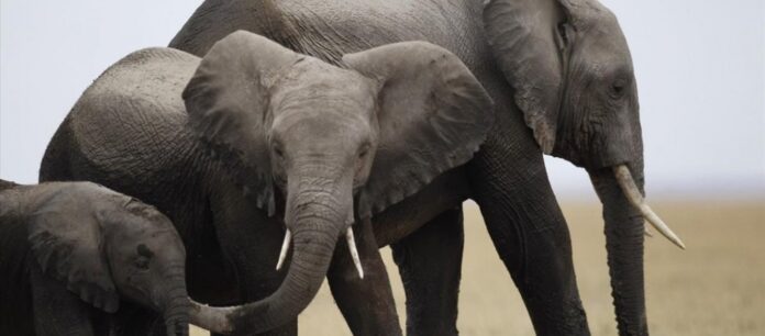 Άνδρας σε ρόλο «φύλακα Άγγελου» σώζει ελεφαντάκι – Του έκανε μαλάξεις για να το επαναφέρει (VIDEO)