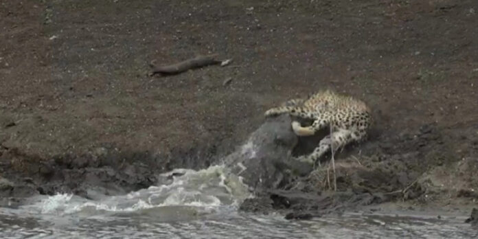 Σοκαριστικό: Η στιγμή που γιγαντιαίος κροκόδειλος καταβροχθίζει τσιτάχ από την όχθη νερόλακκου – (VIDEO)