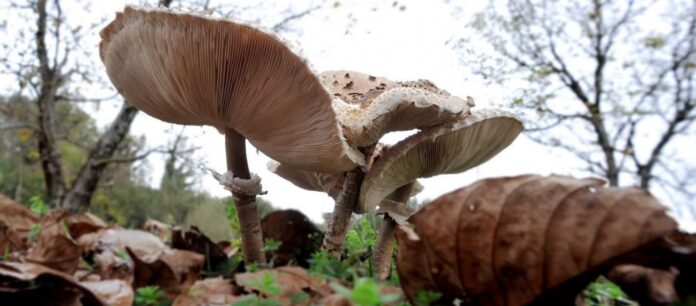 Ρέθυμνο: Πέντε άνδρες κόντεψαν να χάσουν τη ζωή τους από δηλητηριώδη μανιτάρια