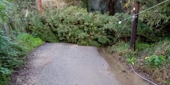 Νύχτα με έντονα καιρικά φαινόμενα στην Κέρκυρα – Πτώσεις δέντρων και ζημιές